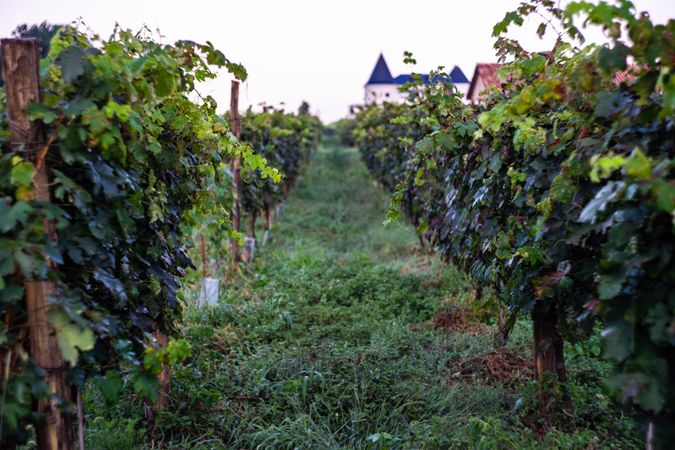 The vines in Lopota