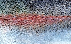 Real fish skin from trout salmon