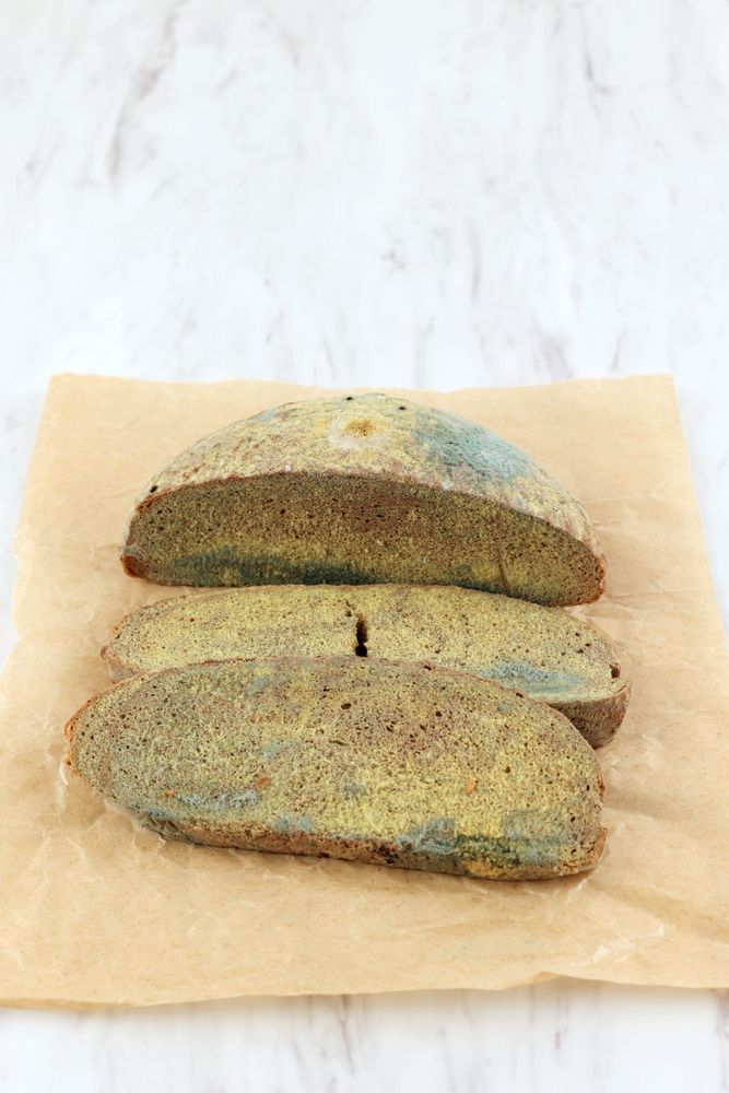 Moldy Fungus on Rotten Bread