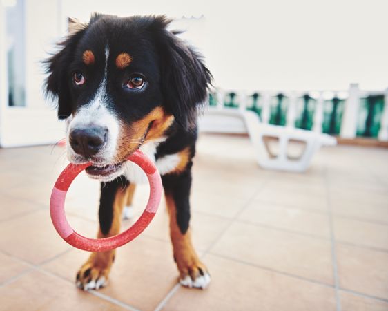 Bernese dog playing on the patio with a toy ring