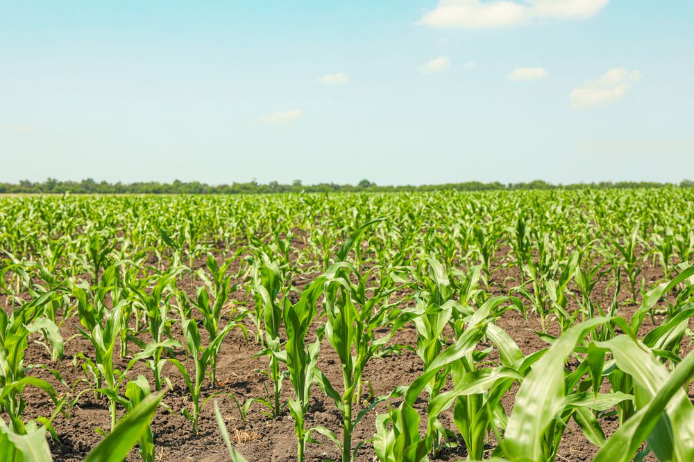 Green corn field against sky, space for text. Agriculture
