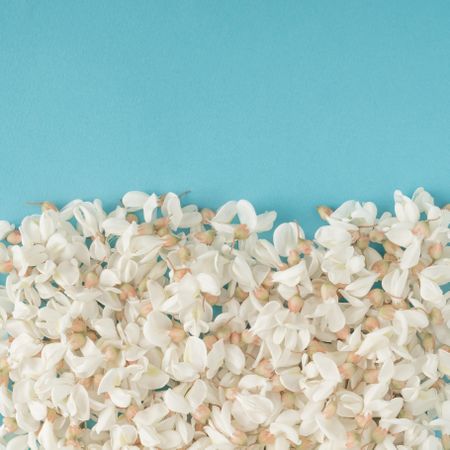 Flowers on blue background