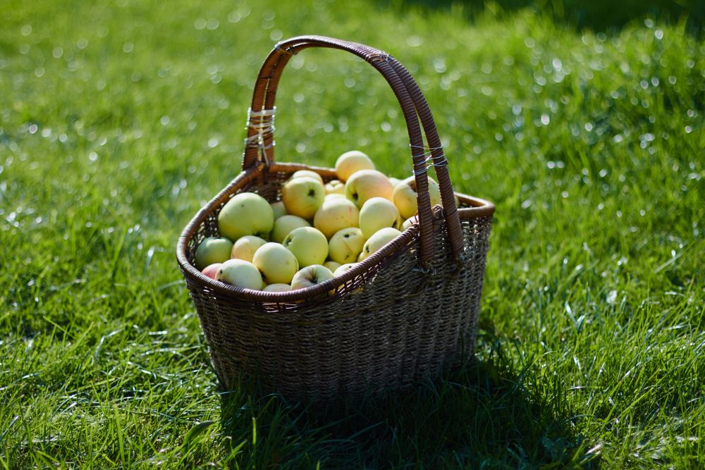 Basket of Apples on Grass