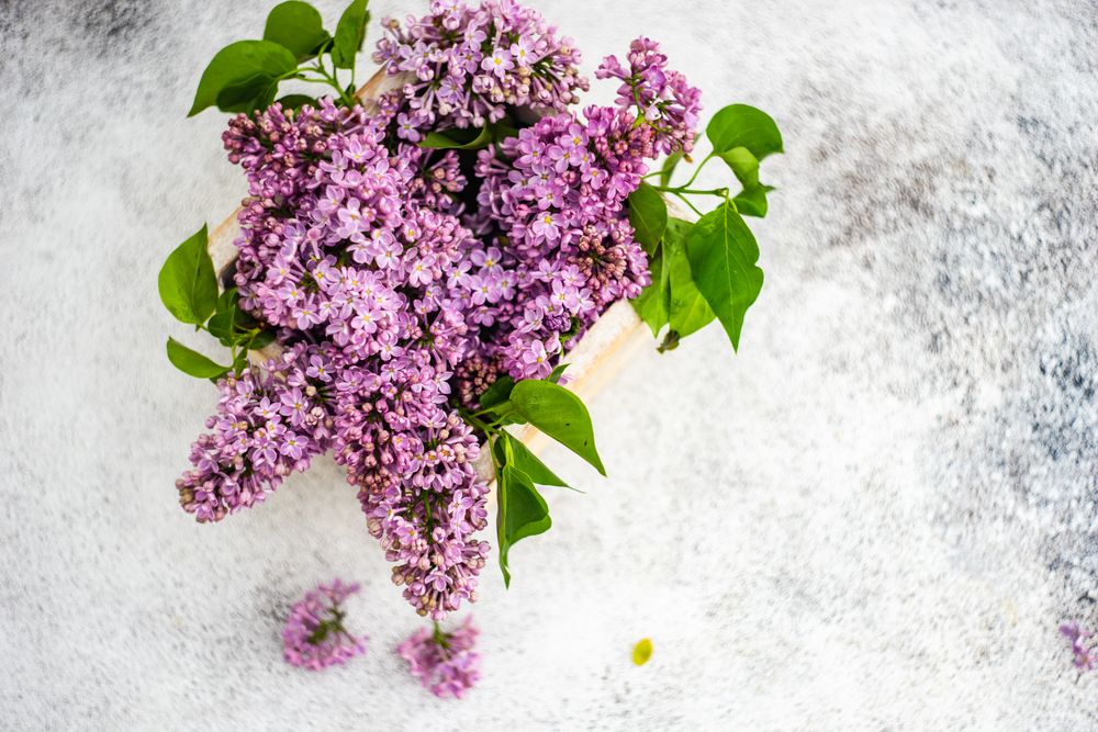 Minimalistic home interior decor with purple lilac flowers