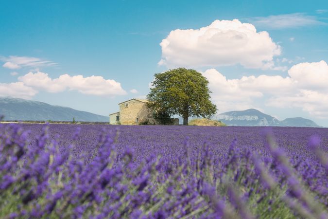 Lavender field, a house, and a tree, Provence, France