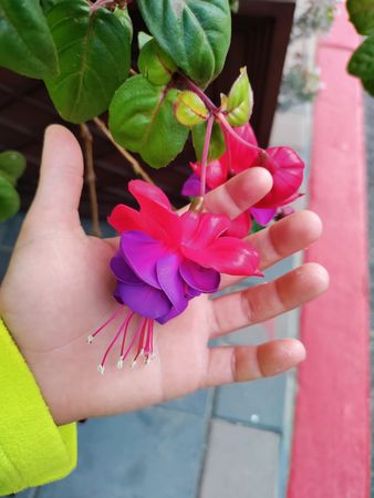 Voodoo fuchsia with child’s hand