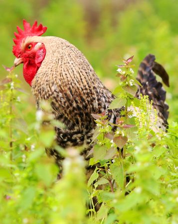 Rooster on green plant