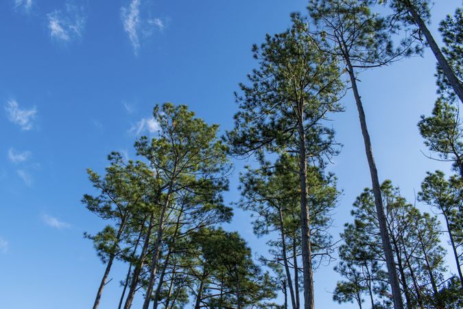 Looking up at blue sky with tall pine trees