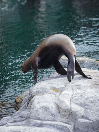 Diving Steller Sea Lion (Eumetopias jubatus)