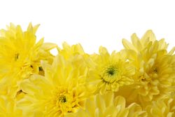 Beautiful yellow chrysanthemum isolated on blank background