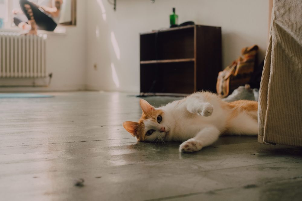 Playful ginger cat walking on floor at home