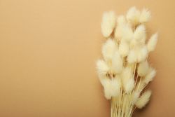 Top of dried bunny tail bouquet on neutral brown background