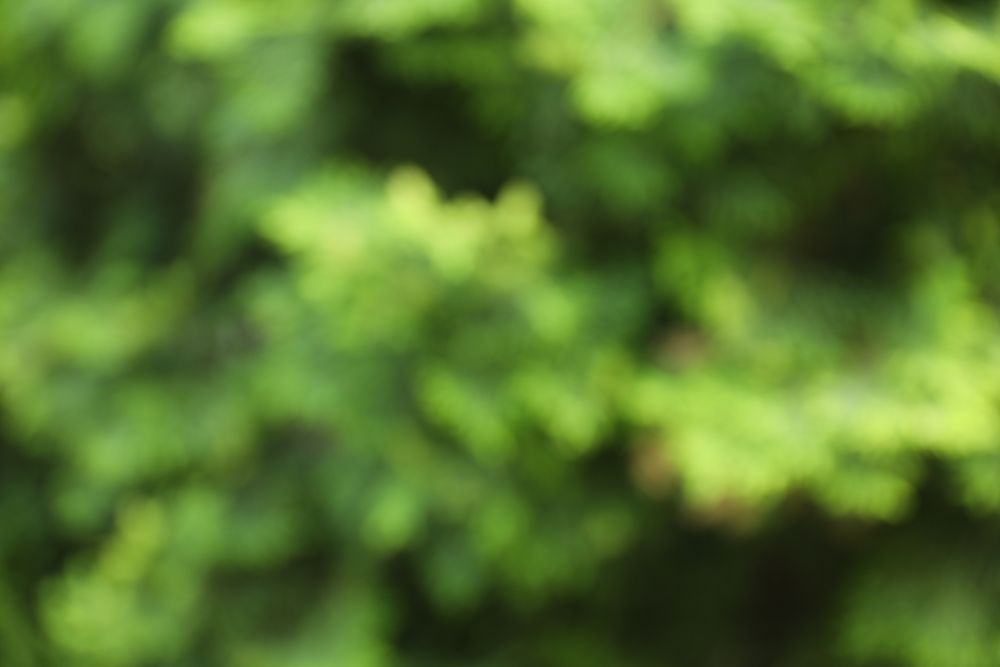 Green thuja tree. Coniferous plant. Blurred background