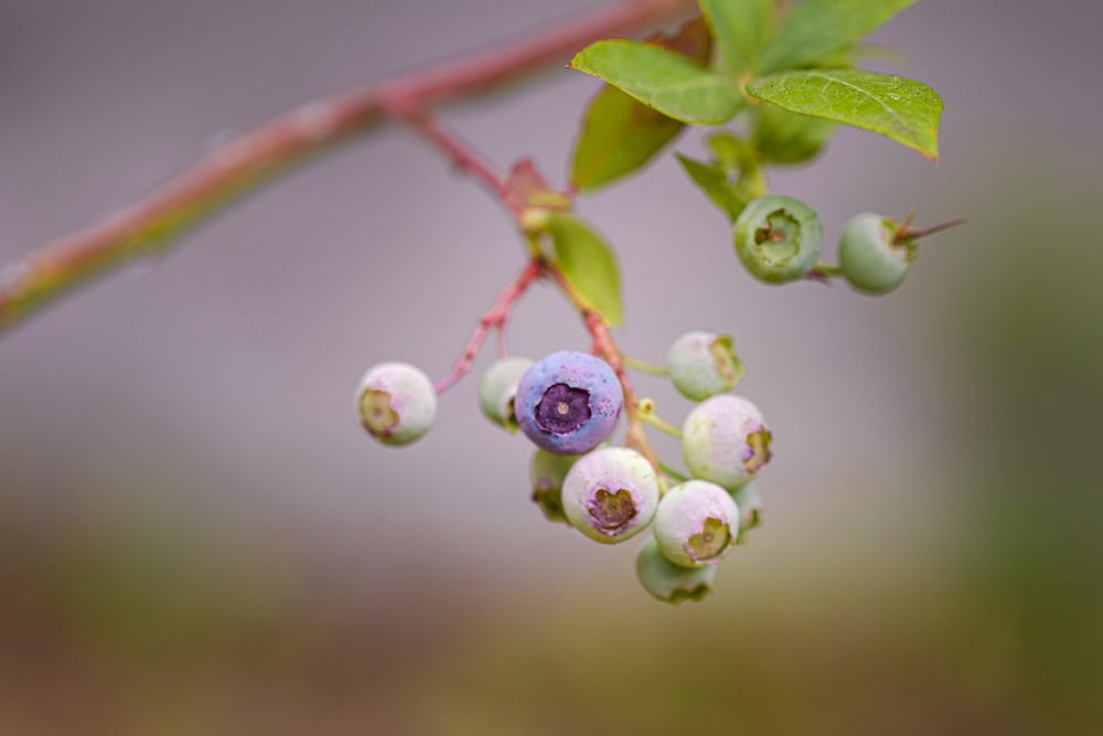 Blueberries growing in the wild