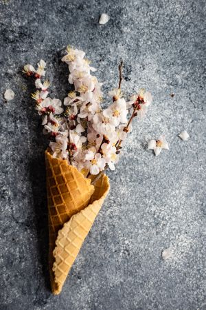 Spring floral concept with apricot blossom in waffle cone on grey counter