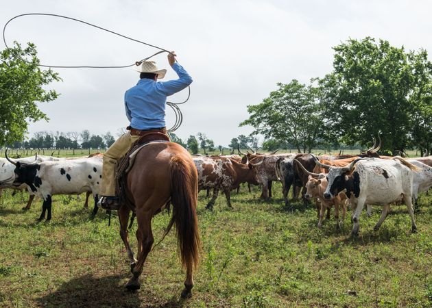 Cowhand Lars Hollis, atop his horse, Catote, ropes longhorn calves and heifers, Chappell Hill, Texas