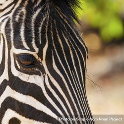 Selective-focus photograph of zebra 0WAWP4