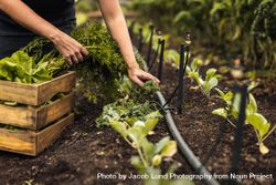 Farmer’s hands gathering vegetable on garden with rich soil bDDLpb