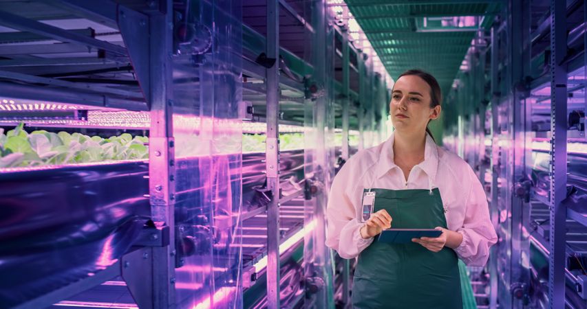 Young Female Farmer Working in a Vertical Farm with Ultraviolet LED Lights. Hydroponics Specialist Working on Tablet Computer Next to Rack with Fresh Plants Ready for Shipping to a Big Supermarket