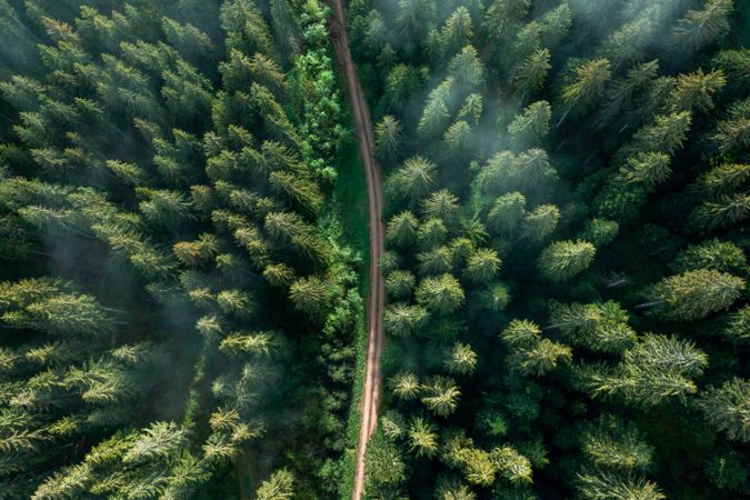 Drone shot in the Forest, Germany, at sunrise