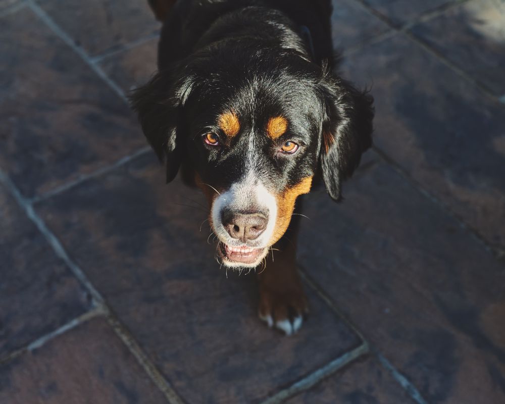 Bernese dog outside on tiles
