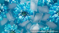 Several blue flower surrounded by ice cubes 5RApD0