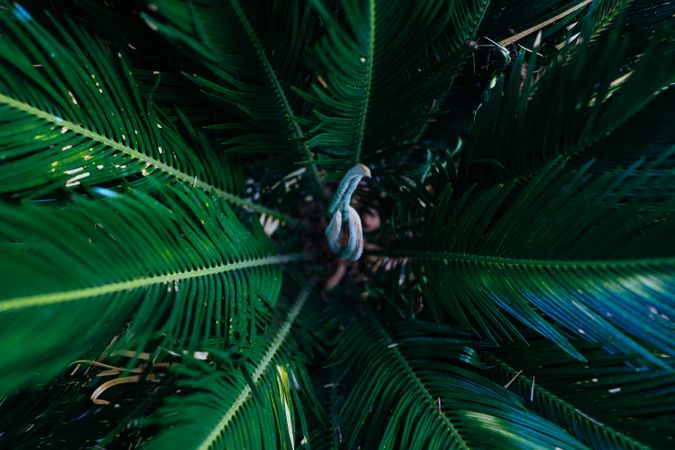 Close up top view of palm bush