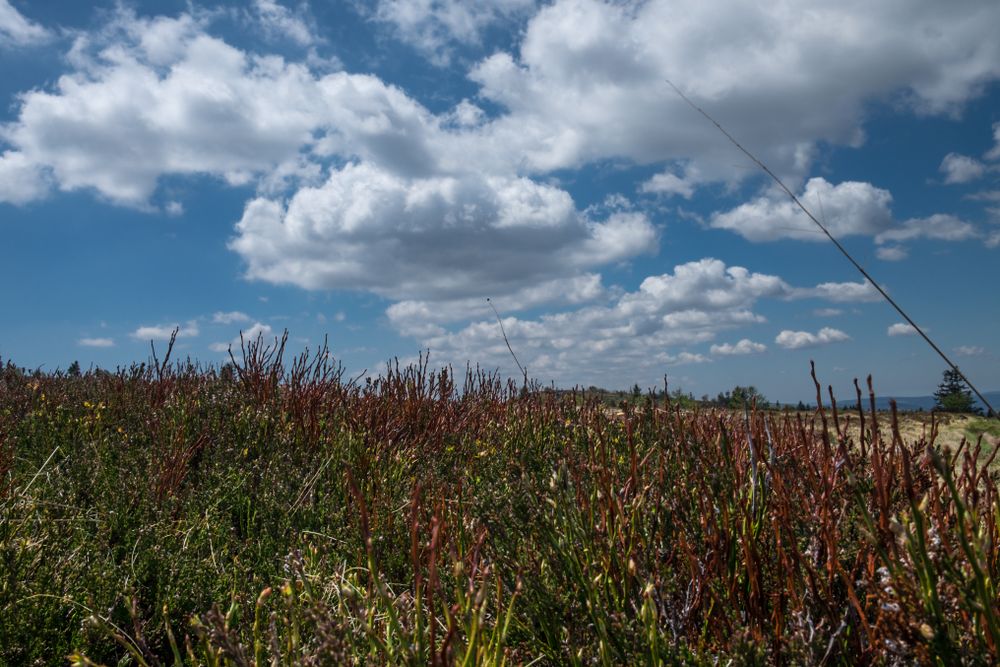Prickly field under a blue sky with clouds