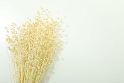 Dried flower bunch in bright room with copy space