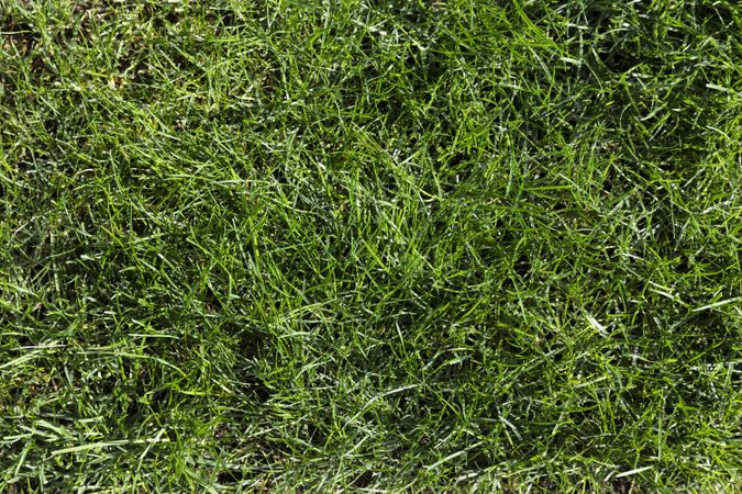 Filled frame background of natural real grass during spring season