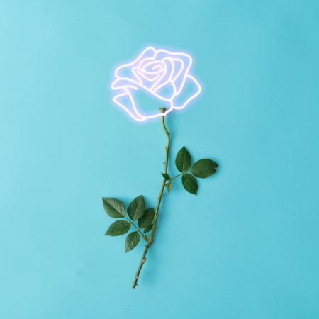 Pink neon lights rose sign with natural stem and leaves on light blue background