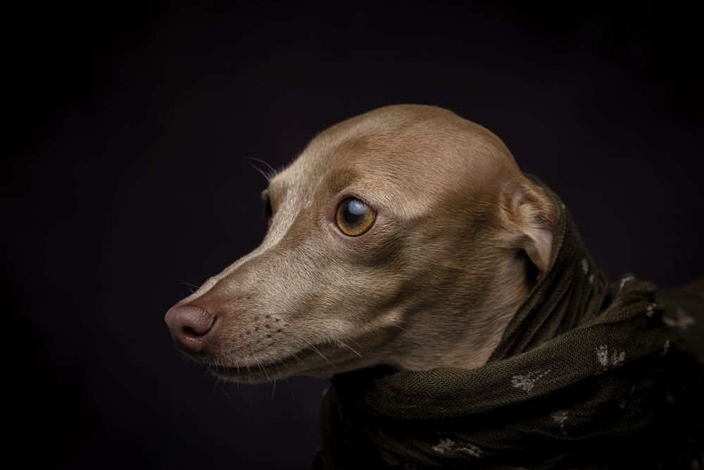 Italian Greyhound dog with scarf