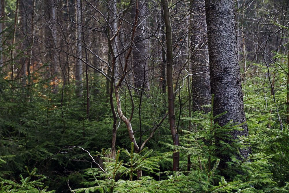 Mixed forest with bare trees on daytime
