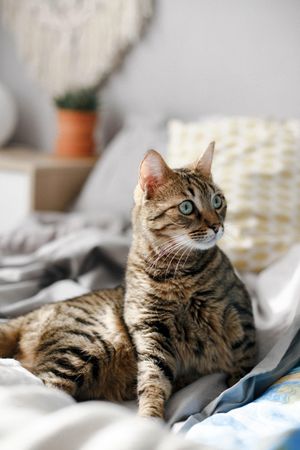 Brown tabby cat on bed