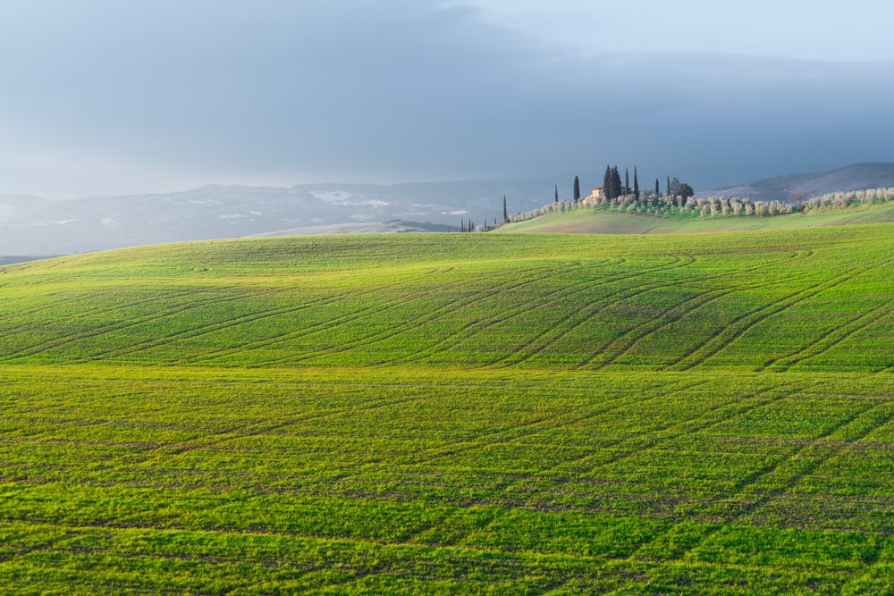Peaceful green field in bright sunlight
