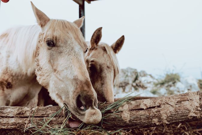 Horses pasturing on meadow