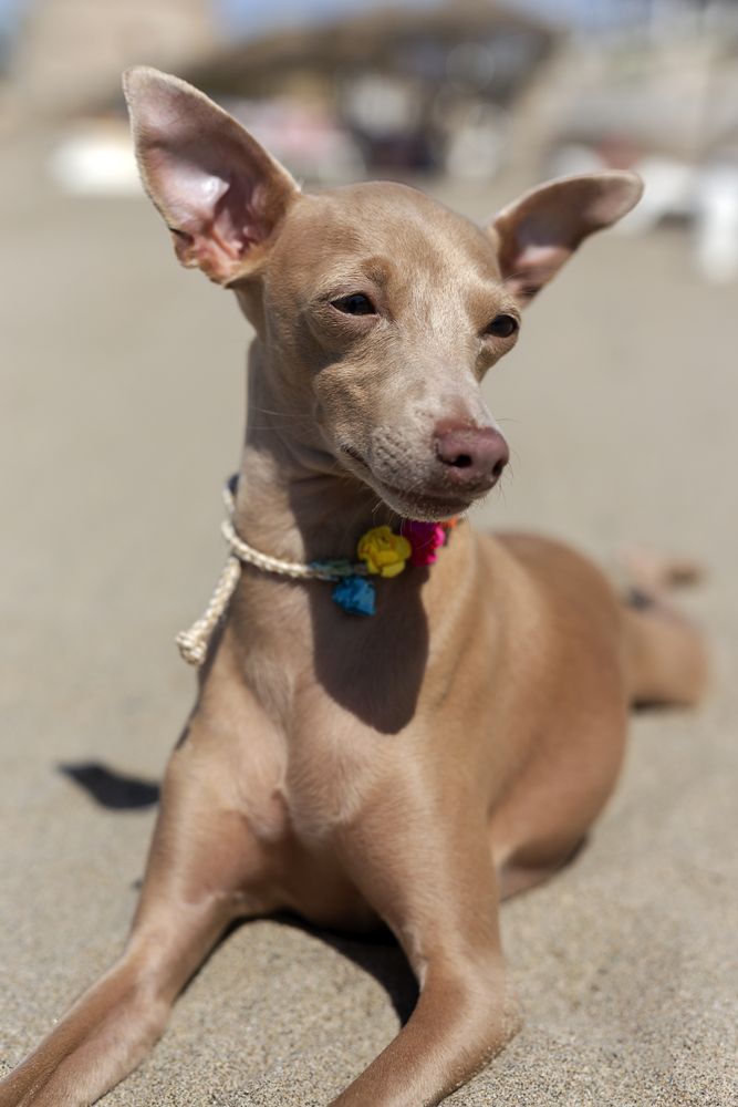 Little italian greyhound dog in the beach
