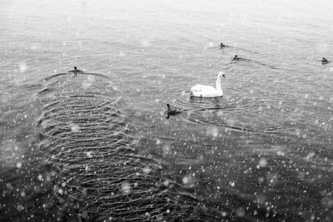 Swan and chicks swimming on lake in winter