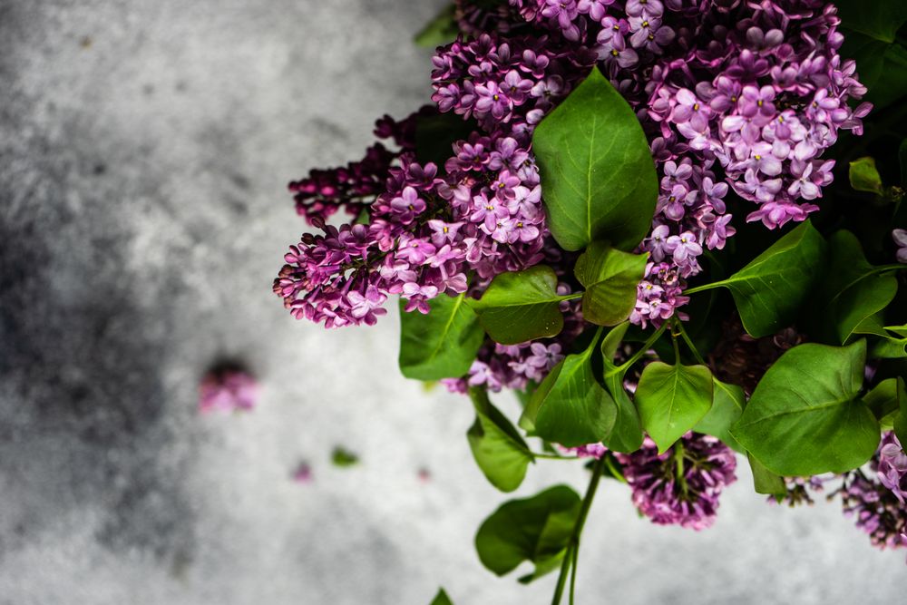 Spring floral card concept with lilacs