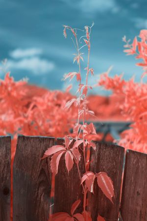 Infrared leaves near lumber fence