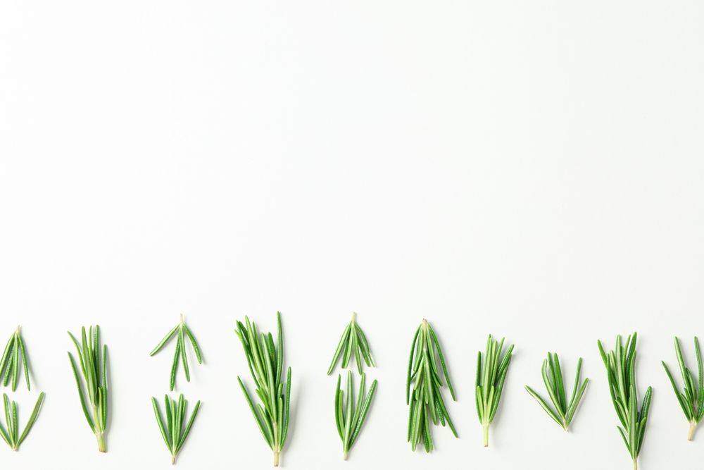 Flat lay composition with rosemary on neutral background, space for text