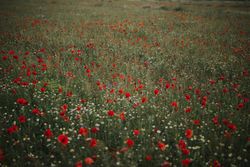 Amazing field with poppies and daisies