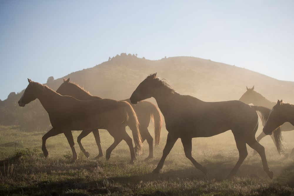 Horses head for the corral near Riverside, Wyoming