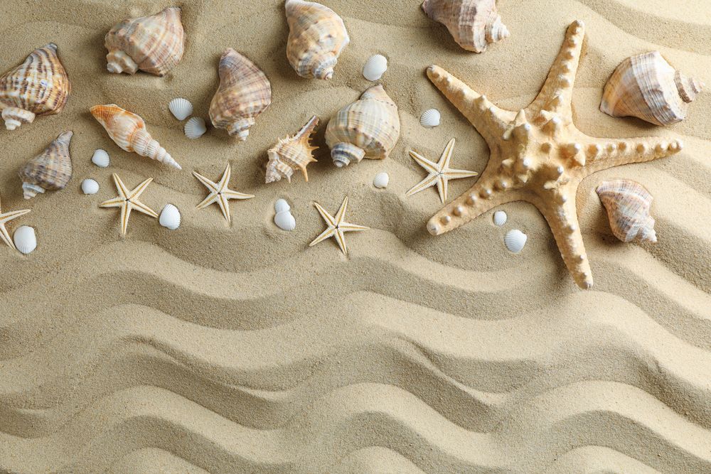 Many seashells and starfish on sea sand, space for text and top view. Summer vacation backdrop
