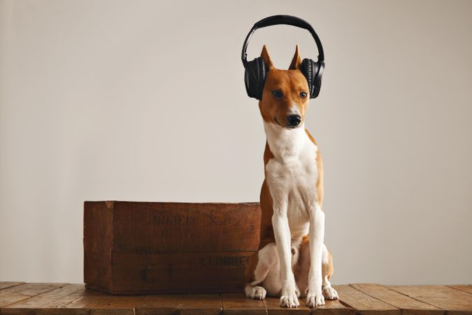 Dog in headphones seated next to wooden box