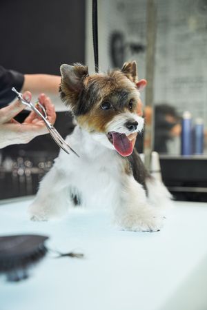 Crop groomer doing haircut for dog