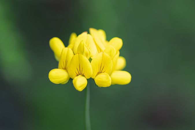 Close up of yellow wildflower