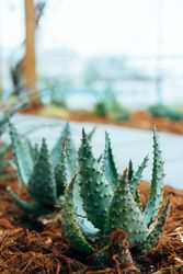 Small aloe plants