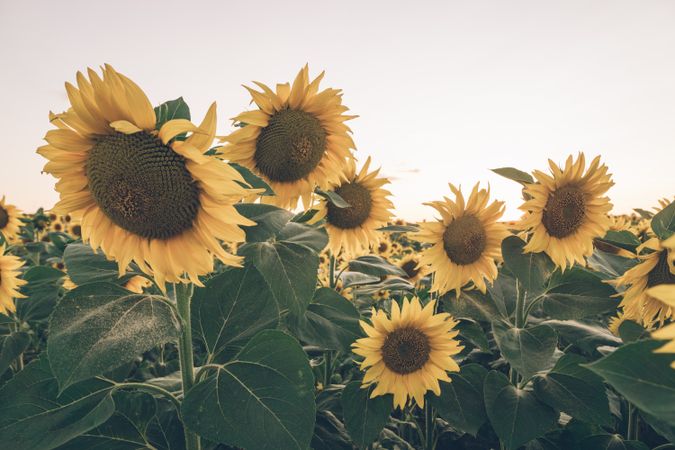 Sunflowers on background of blue sky