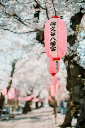 Red Lantern hanging from cherry blossom tree